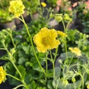 Geum 'Banana Daiquiri'®