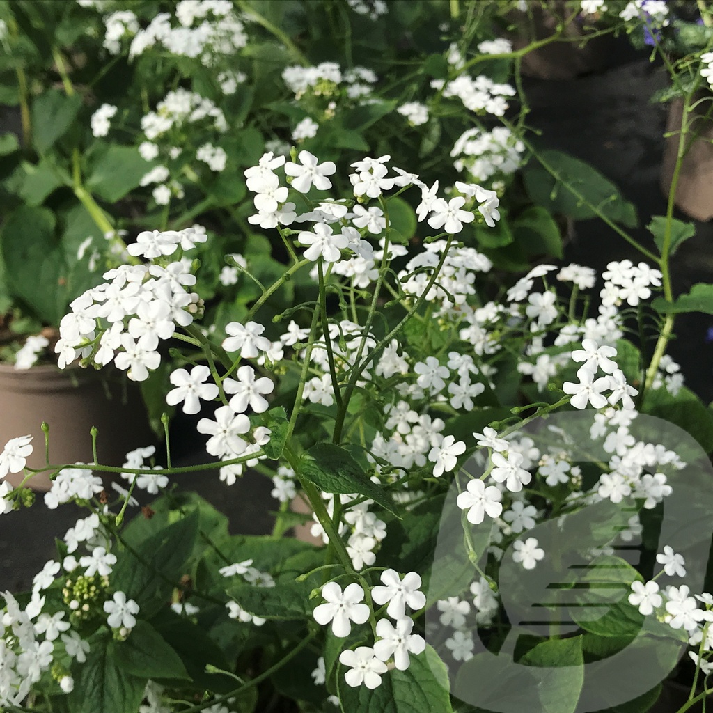 Brunnera macr. 'Betty Bowring'