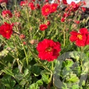 Geum 'Fiery Tempest'®