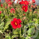 Geum 'Fiery Tempest'®