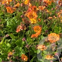 Geum 'Tutti Frutti'®