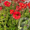 Geum 'Scarlet Tempest'®