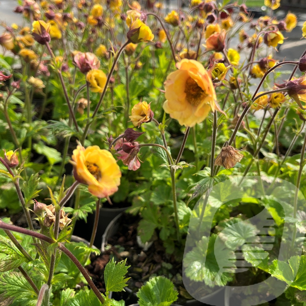 Geum 'Tempo™ Yellow'®