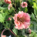 Geum 'Pretticoats Peach'®