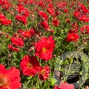 Geum 'Fiery Tempest'®