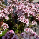 Bergenia 'Dragonfly Angel Kiss'®