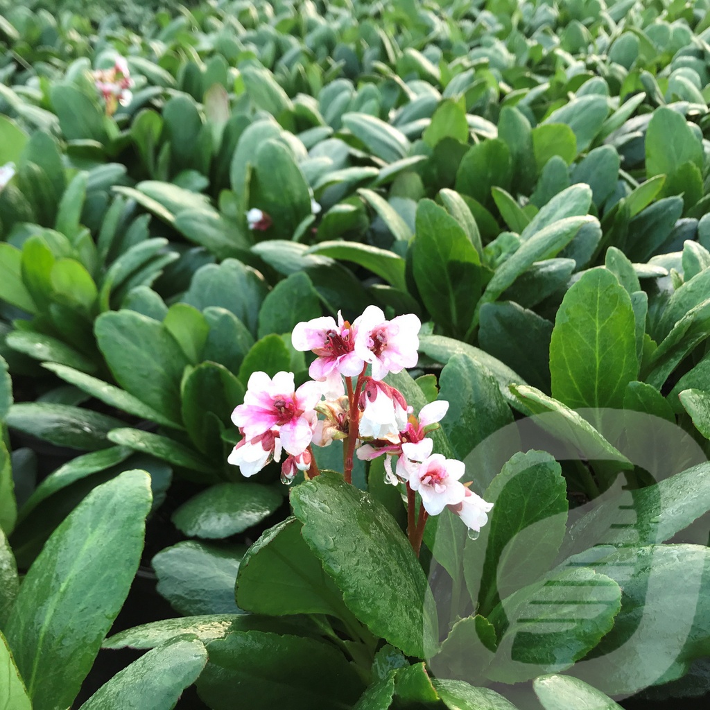 Bergenia 'Dragonfly Angel Kiss'®