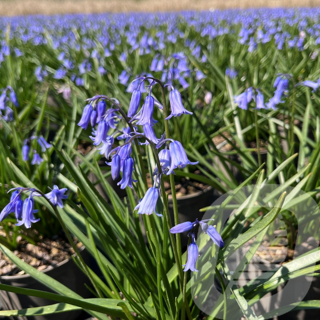 Hyacinthoides 'English Bluebells'