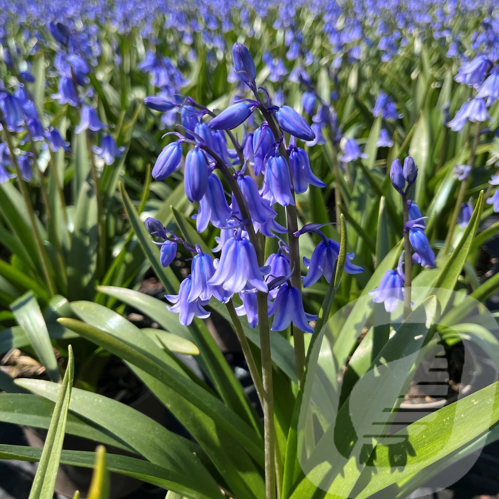 Hyacinthoides hisp. 'Dark Excelsior'