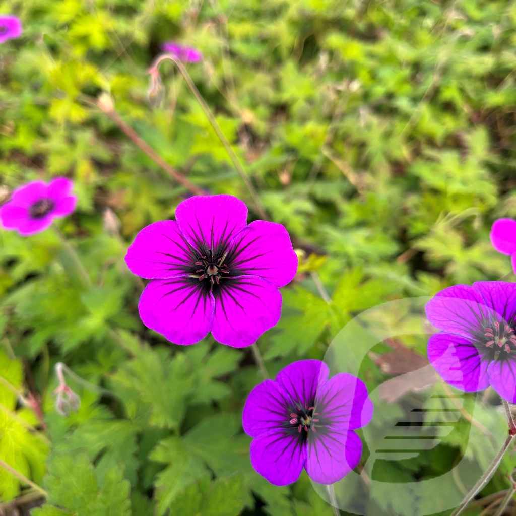 Geranium 'Ann Folkard'