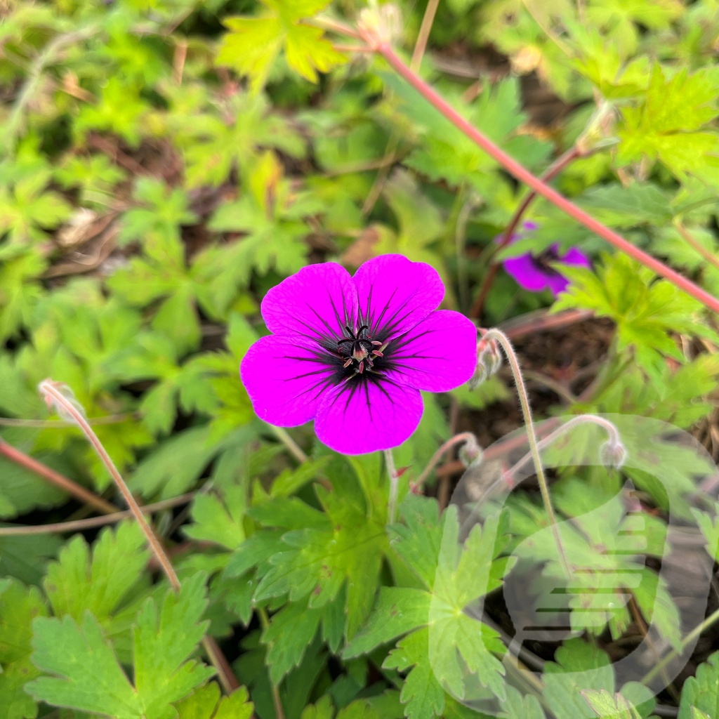 Geranium 'Ann Folkard'