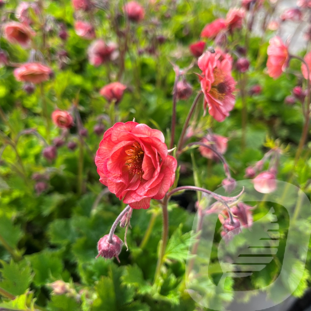 Geum 'Salmon Delight'®