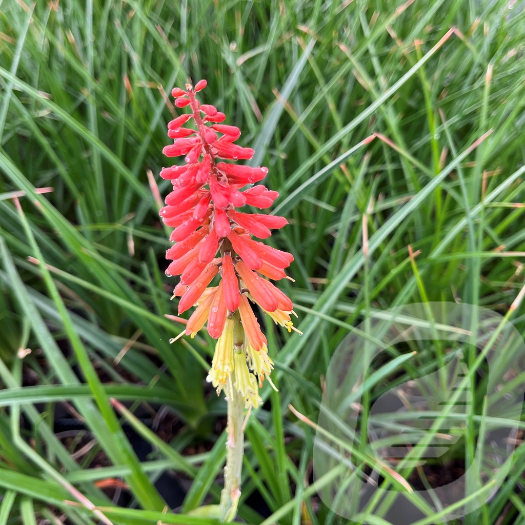 Kniphofia uvaria 'Royal Castle'