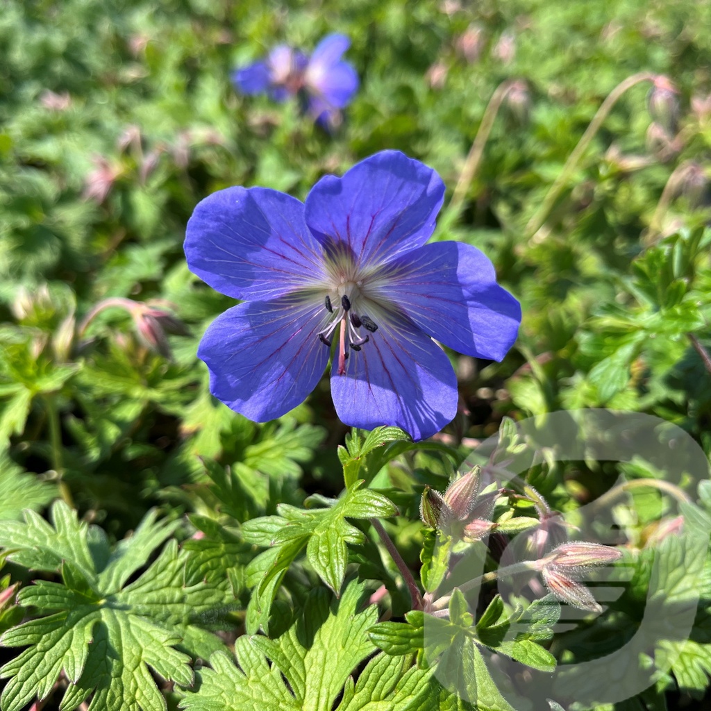 Geranium 'Baby Blue'