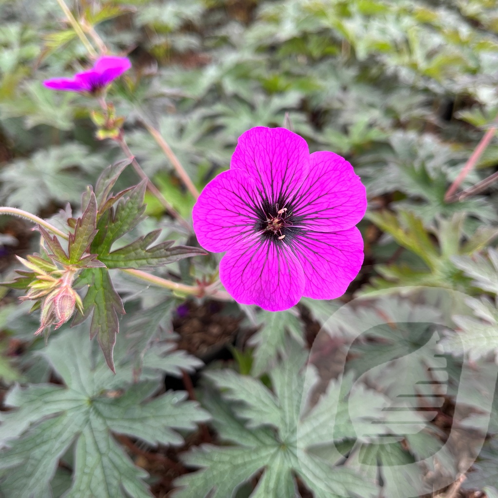 Geranium 'Dark Eyes'®