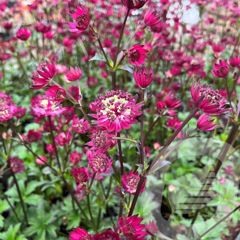 Astrantia 'Ruby Wedding'