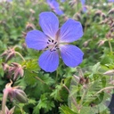 Geranium 'Baby Blue'