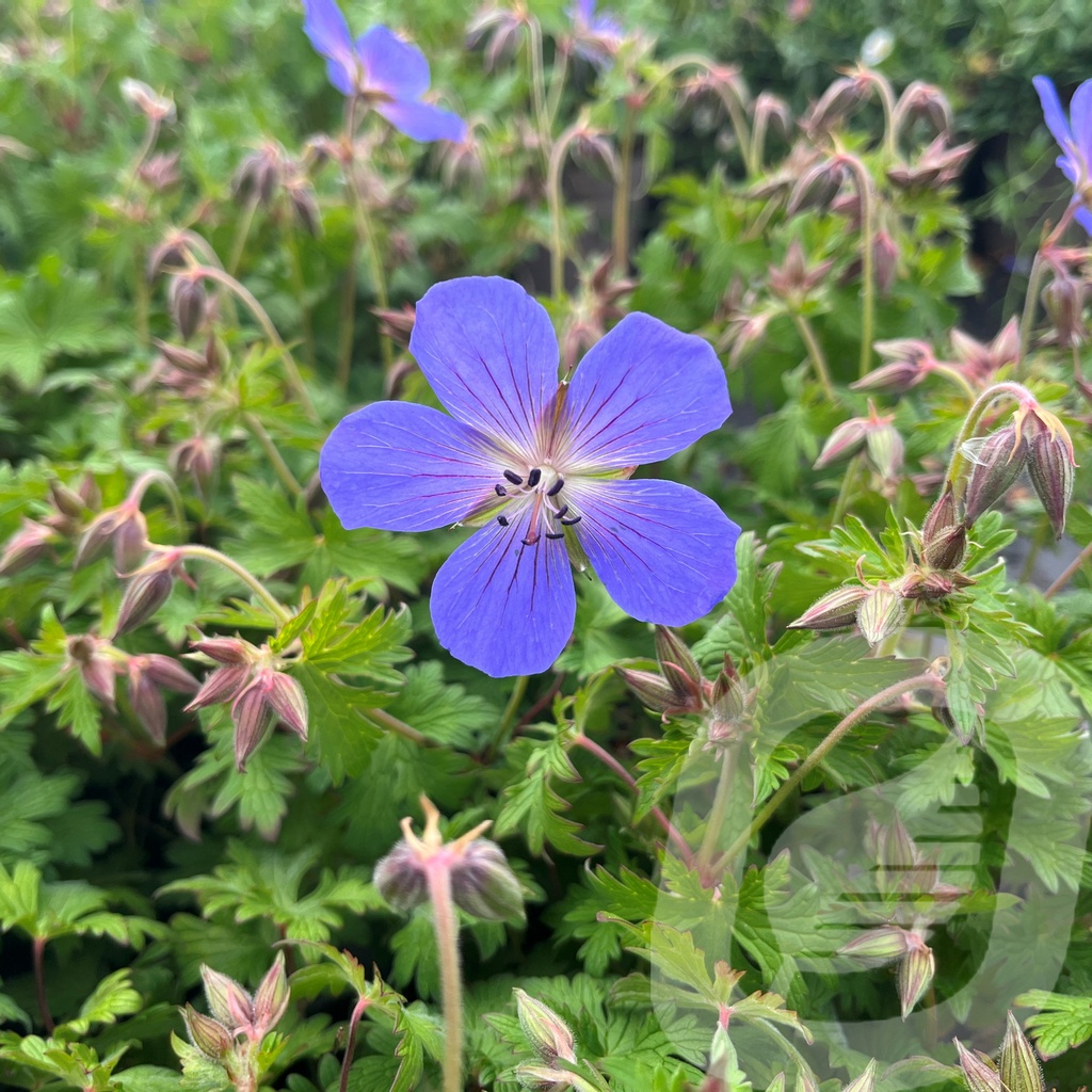 Geranium 'Baby Blue'