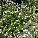 Brunnera macr. 'Betty Bowring'