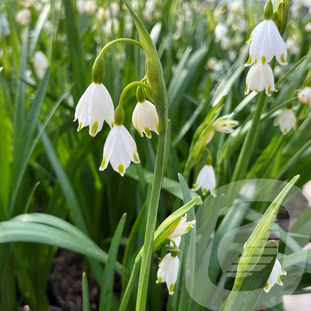 Leucojum aestivum 'Gravetye Giant'