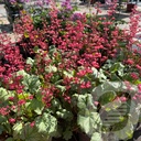 Heuchera 'Greenberry'®