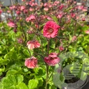 Geum 'Tempo™Rose'®