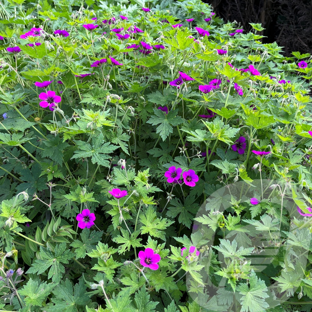 Geranium 'Ann Thomson'