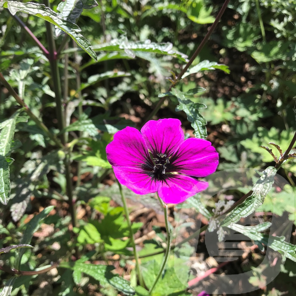 Geranium 'Ann Thomson'