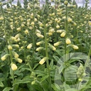 Digitalis Lucas ™ 'White'