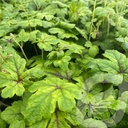 Tiarella 'Jeepers Creepers'®