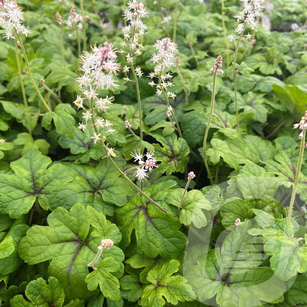 Tiarella 'Jeepers Creepers'®