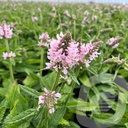 Stachys ‘Summer Sweets’®