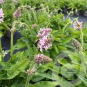 Stachys ‘Summer Sweets’®