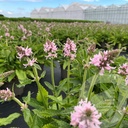 Stachys ‘Summer Sweets’®