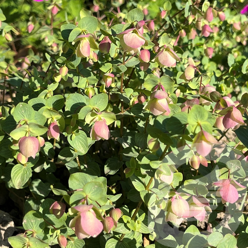 Origanum 'Kent Beauty'