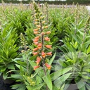 Digiplexis 'Firecracker'®