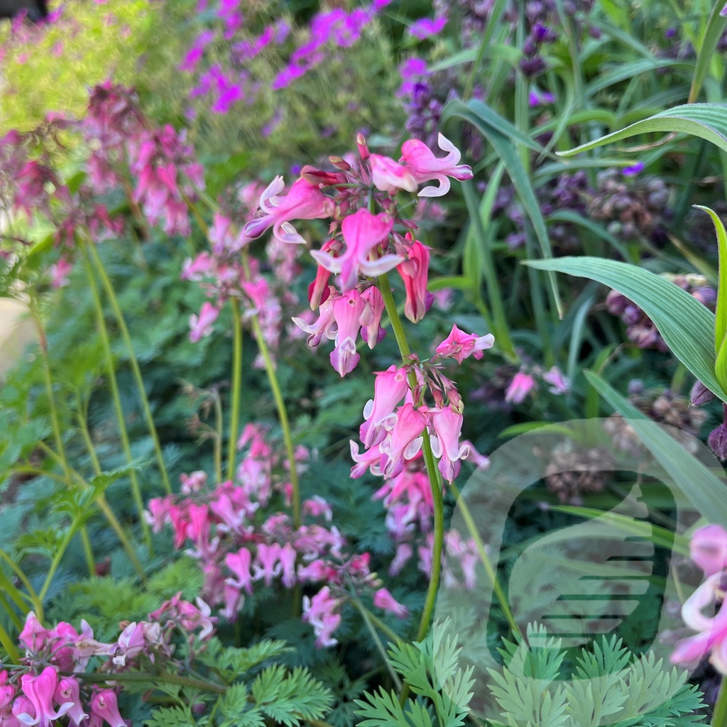 Dicentra 'Pink Diamonds'®