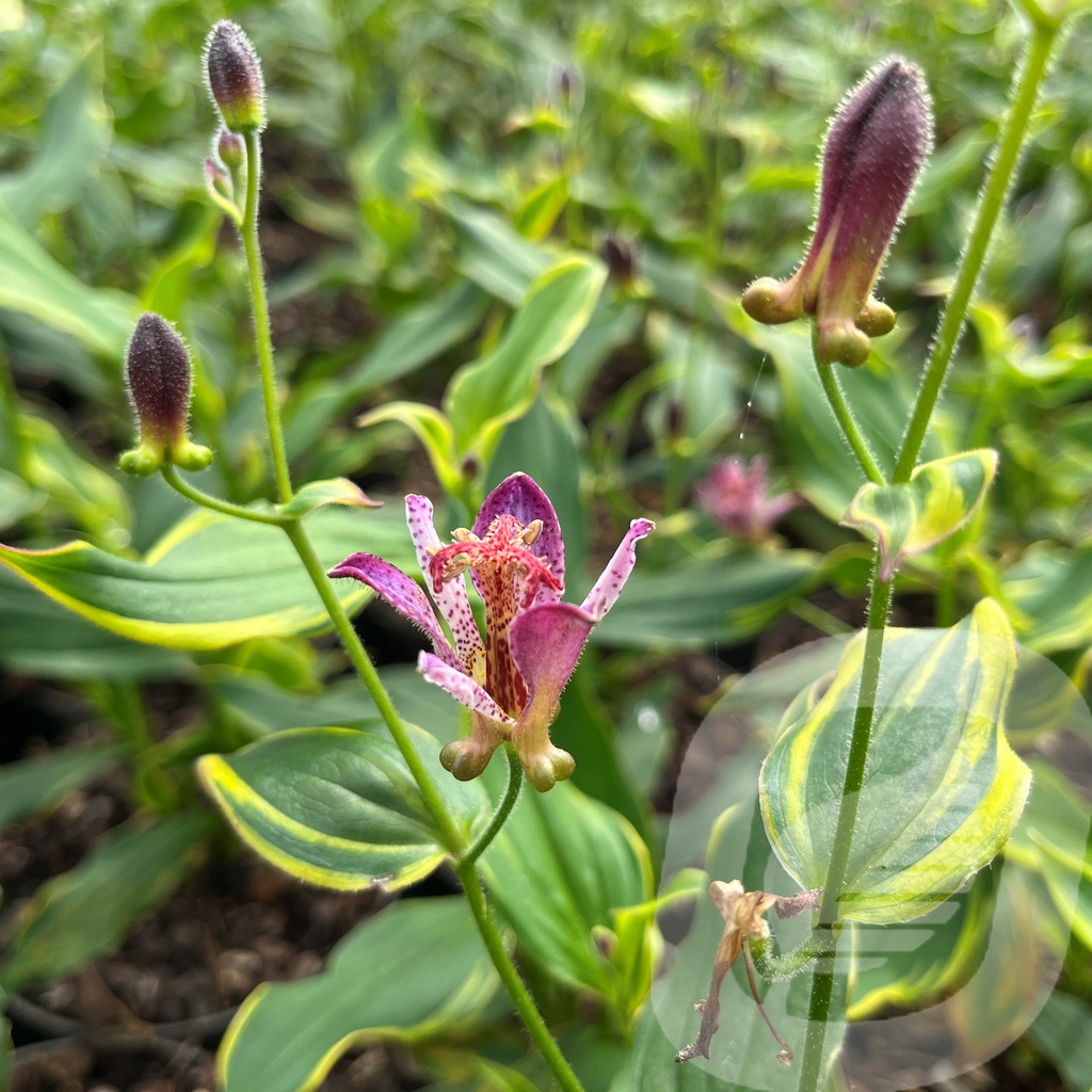 Tricyrtis 'Autumn Glow'