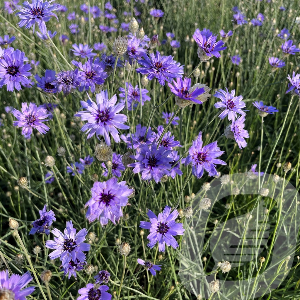 Catananche caerulea