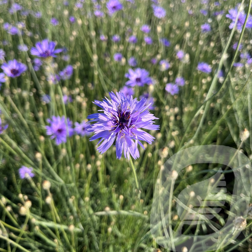 Catananche caerulea