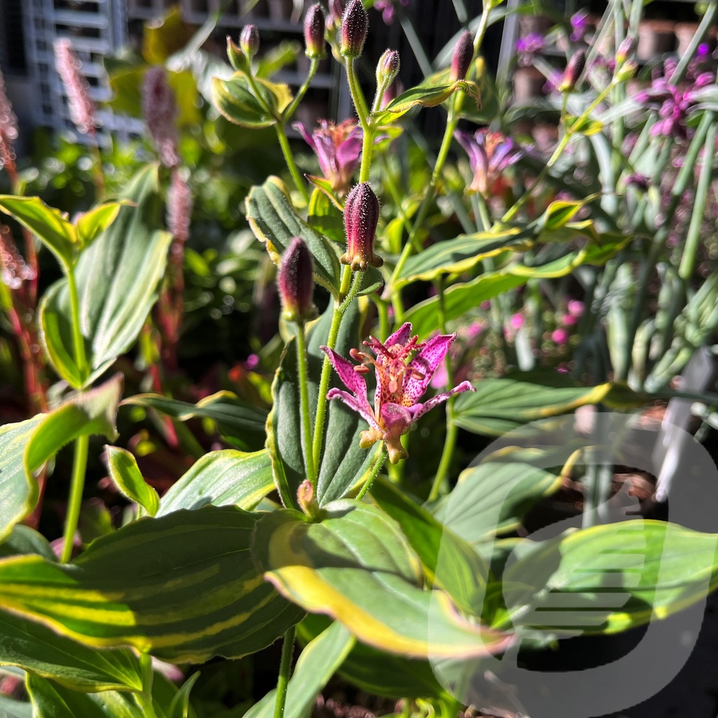 Tricyrtis 'Autumn Glow'