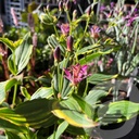 Tricyrtis 'Autumn Glow'