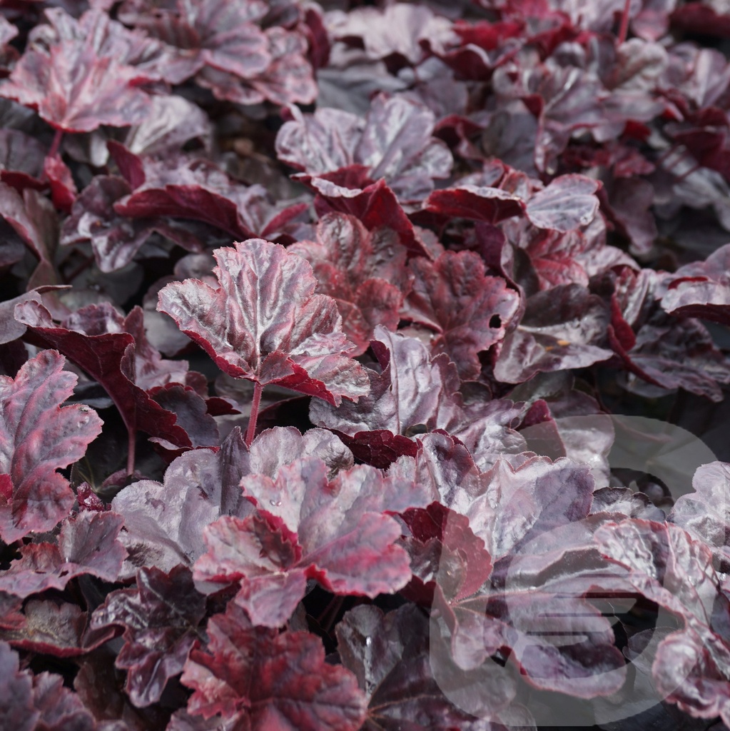 Heuchera 'Obsidian'®