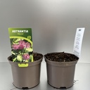 Weekaanbod foto 1