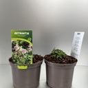 Weekaanbod foto 1