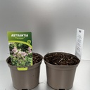Weekaanbod foto 1