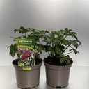 Weekaanbod foto 1