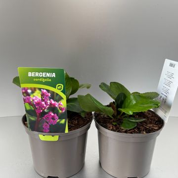 Weekaanbod foto 1