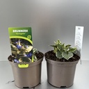 Weekaanbod foto 1
