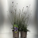 Weekaanbod foto 1